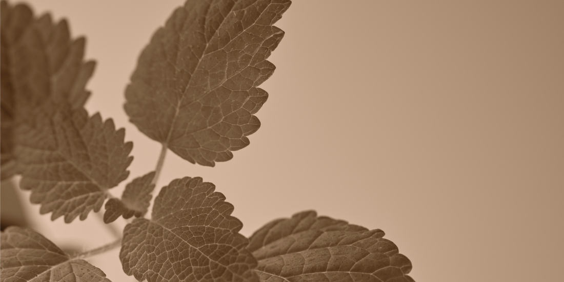 WHY YOUR GUT IS YOUR IMMUNE SYSTEM'S BEST KEPT SECRET